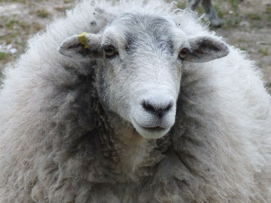ewe, sheep, nature, farm, agriculture, animal, wool, livestock HD wallpaper