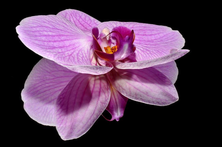 purple orchid flower, orkide, pink, flowering plant, petal HD wallpaper