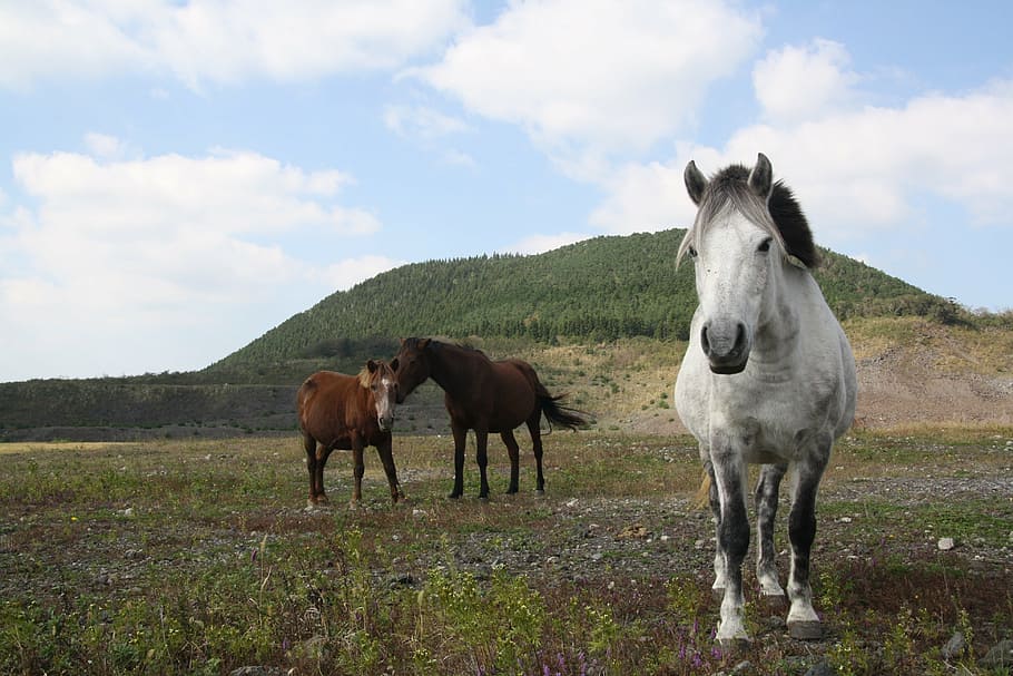 horse, white horse, ascension, mountain, peaks, jeju island, HD wallpaper