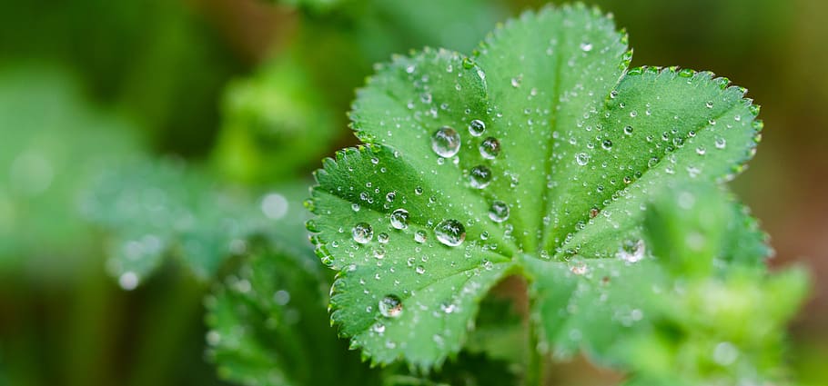 leaf, drip, rain, macro, water, wet, drop, green color, plant HD wallpaper
