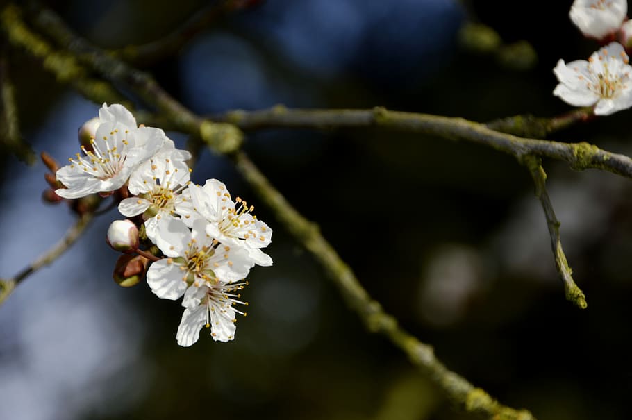 branch, tree, cherry, flower, plant, nature, apple, outdoor HD wallpaper
