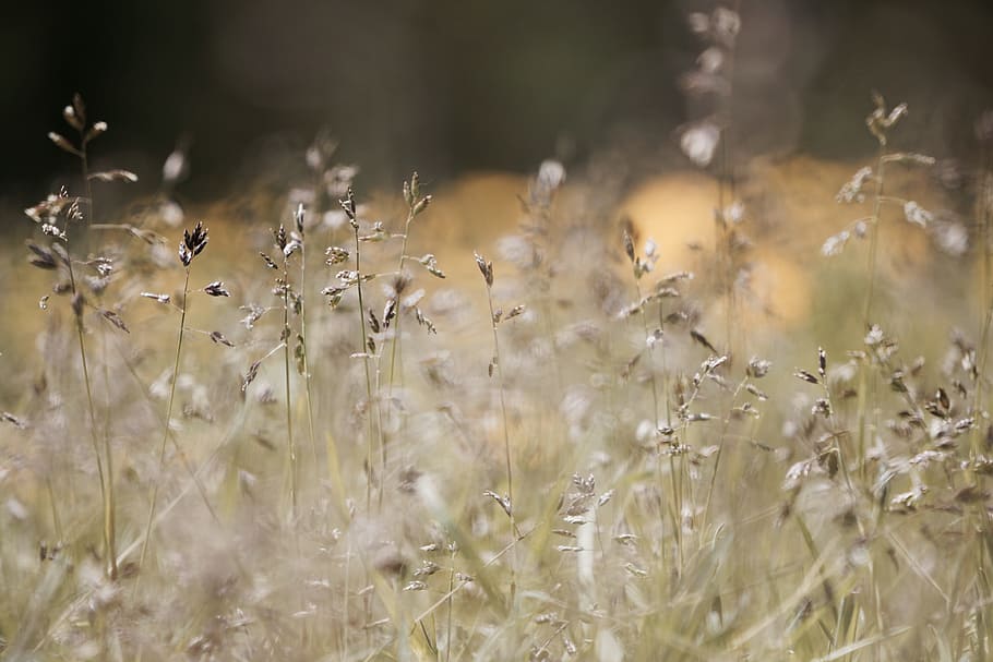 selective focus photography of grasses, field, meadow, nature HD wallpaper