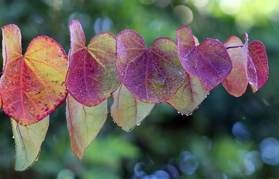 selective focus photography of leaves, leaf, colorful, spring HD wallpaper