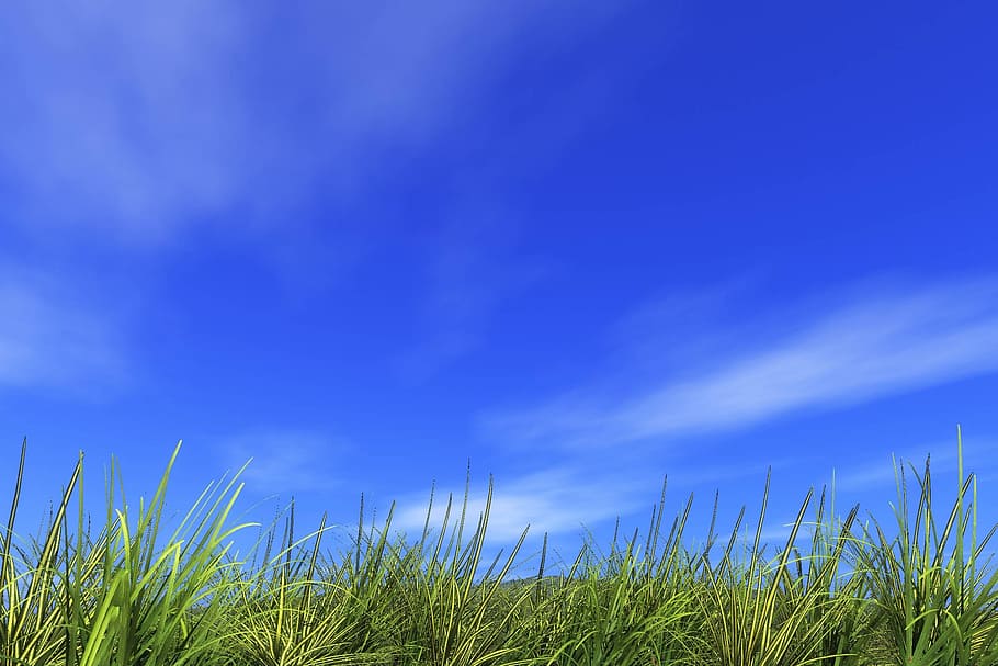 green field with clear sky background, refreshing, hill, summer HD wallpaper