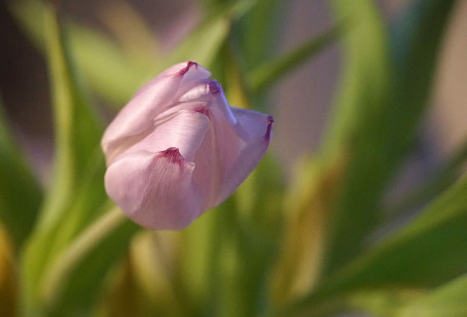 Tulip, Blossom, Bloom, Spring, Purple, spring flowers, close HD wallpaper
