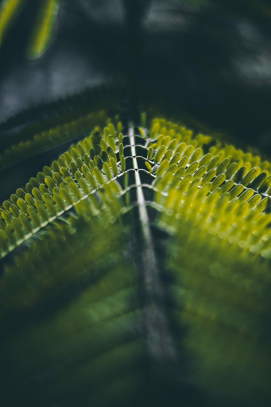 green leaves in closeup shot, selective focus close up photography of a shame plant HD wallpaper