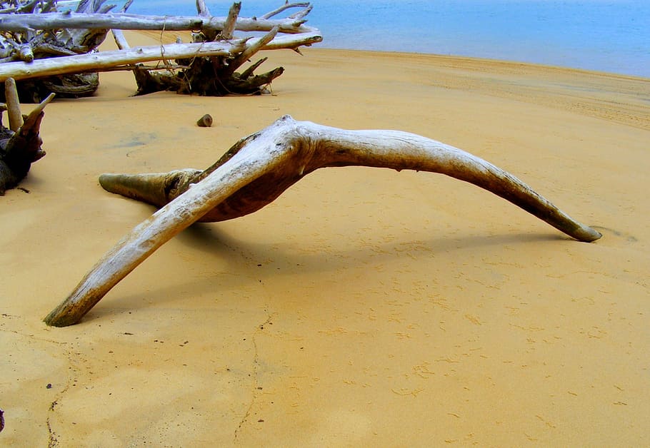 driftwood, ocean, beach, sand, coast, water, sea, pacific, old HD wallpaper