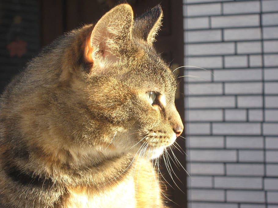 Cat, Animal, Pet, domestic cat, one animal, animal themes, pets HD wallpaper