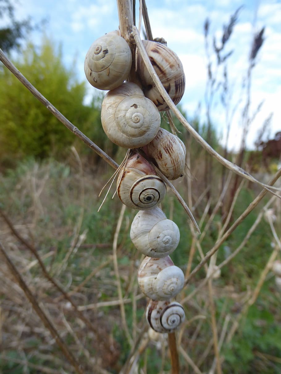 Snail, Shells, Nature, Animals, snails, snail shells, close-up HD wallpaper