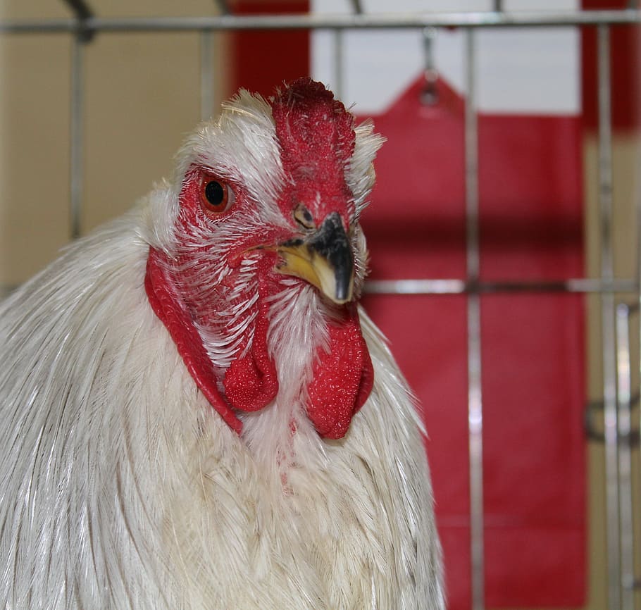 hen, chicken, poultry, beak, barnyard animals, animal themes HD wallpaper