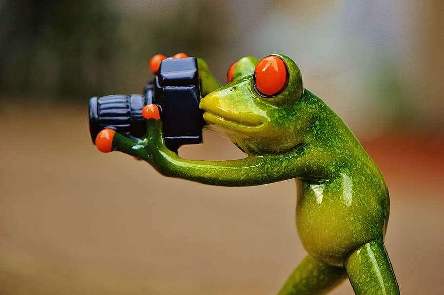 selective focus photograph of green poisonous frog holding DSLR camera HD wallpaper