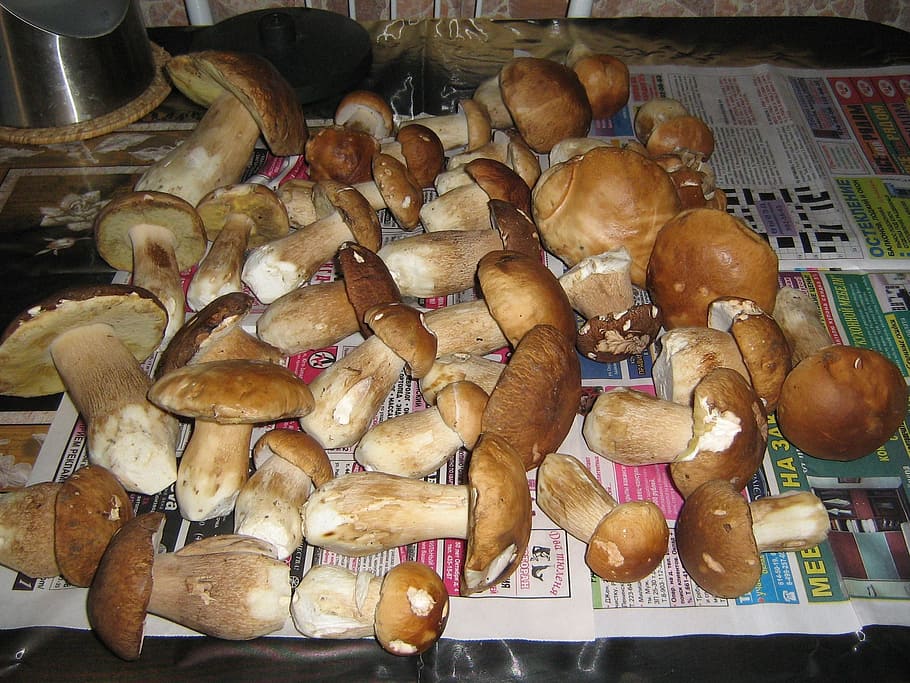 mushrooms, nature, autumn, white mushroom, food, edible Mushroom, HD wallpaper