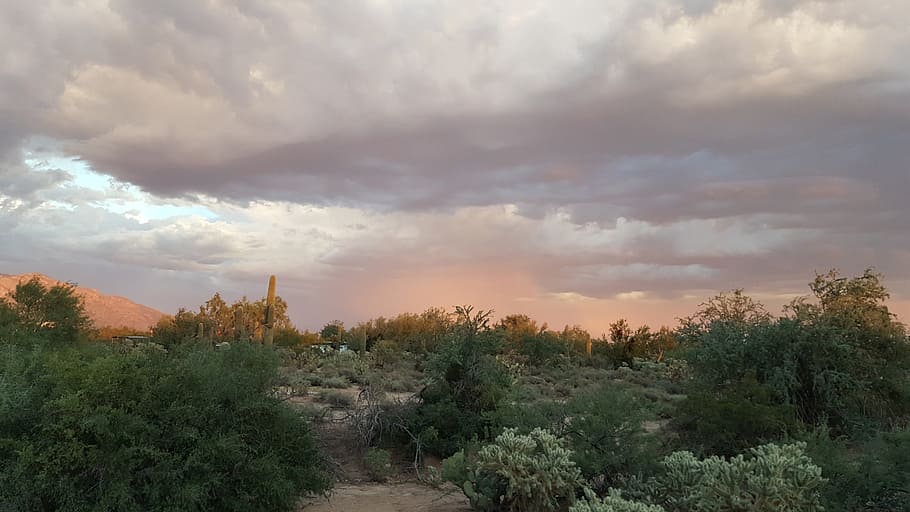 tucson, desert, cactus, arizona, park, southwest, sonoran, cacti, HD wallpaper