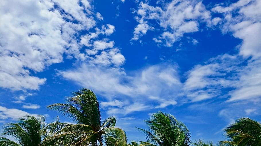 melons, clouds, blue skies, wind, sky, cloud - sky, tree, low angle view HD wallpaper