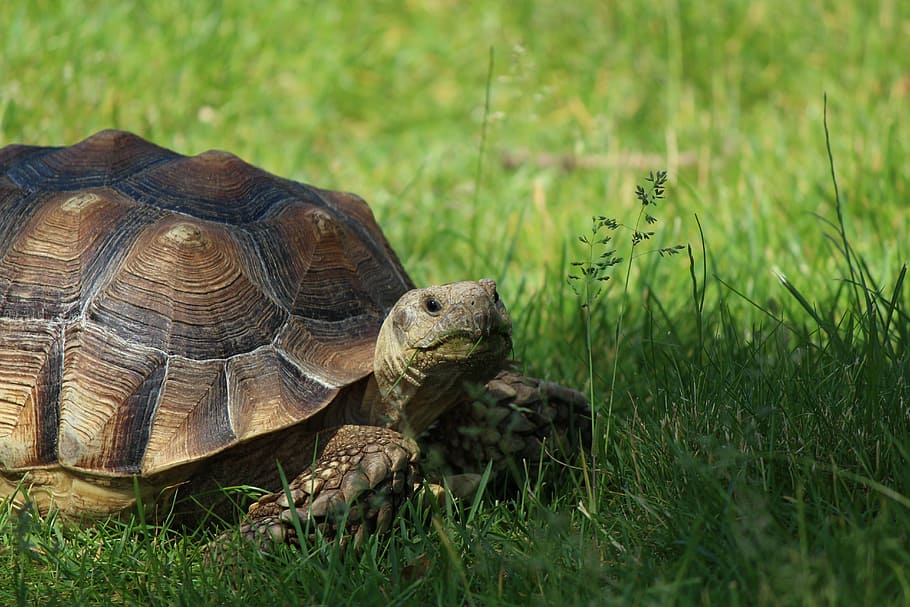 turtle on grass, tortoise, reptile, panzer, tierpark bochum HD wallpaper