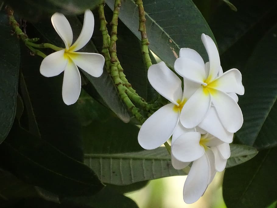 flowers, beautiful, tree, nature, beauty, yellow, blossom, flora HD wallpaper