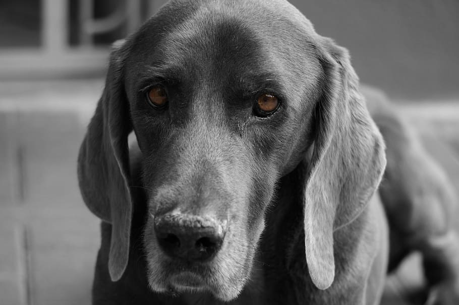weimaraner, dog, grey, head, gray, canine, one animal, pets HD wallpaper