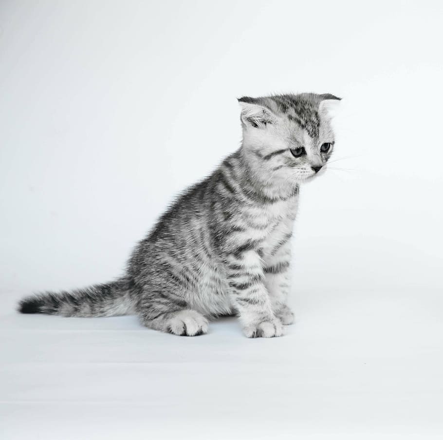 folded ears, kittens, short-haired cats, pets, feline, domestic HD wallpaper
