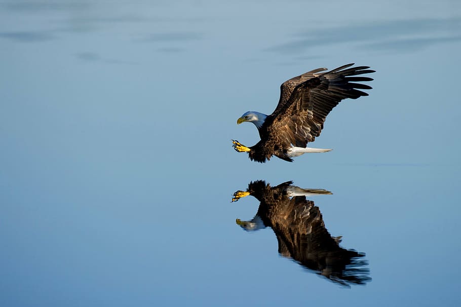 brown and white eagle flying in the sky, reflective, water HD wallpaper