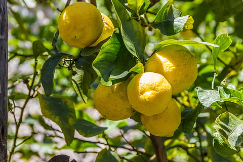 ripe lemon, Lemons, Lemon Tree, Fruit, fruits, citrus fruits HD wallpaper