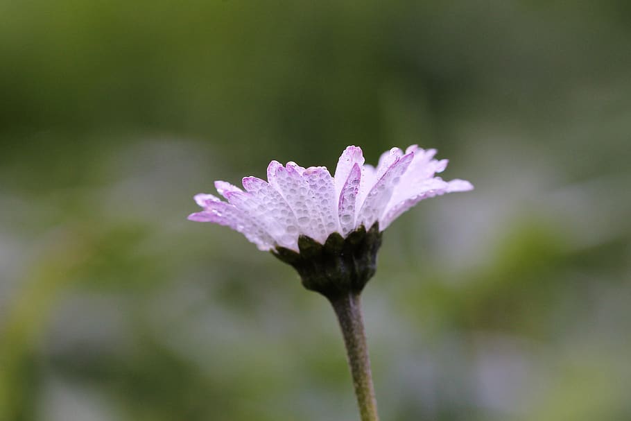 daisy, dew, meadow, flower, flowering plant, vulnerability HD wallpaper