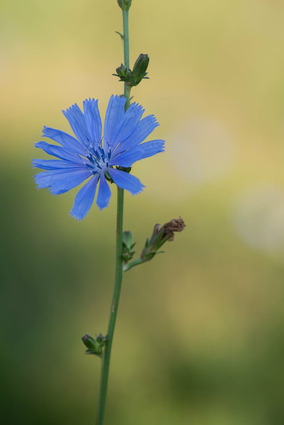 kver, blue, plant, cornflower, nature, summer, close-up, outdoors HD wallpaper