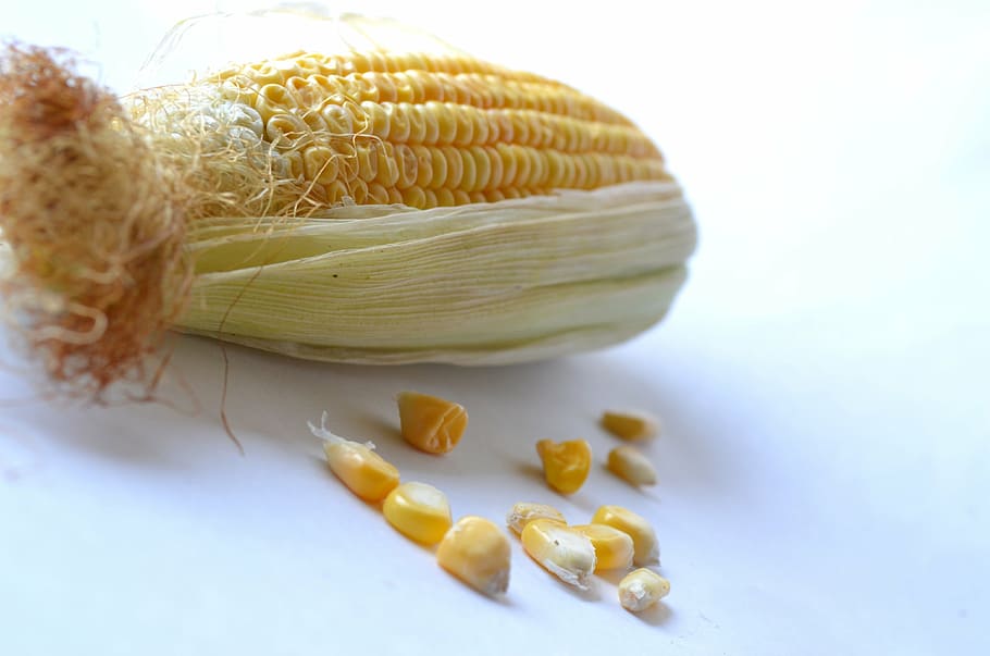 corn, maize, vegetables, grain, organic, harvest, nutrition, HD wallpaper