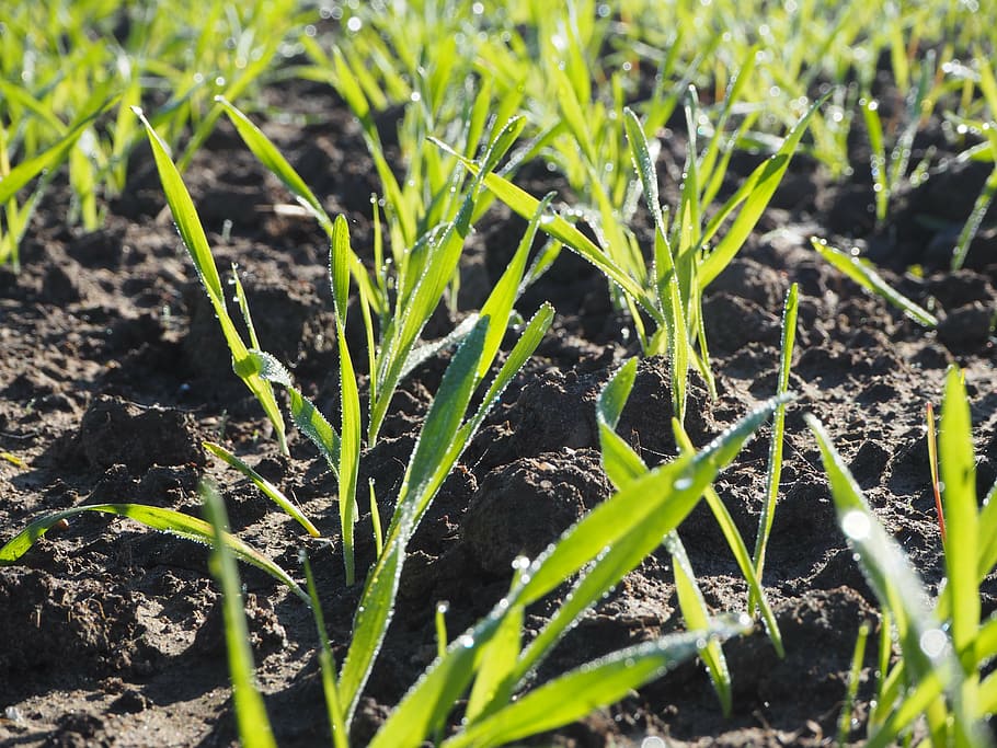 agriculture, wheat, mark, growth, plant, green color, field HD wallpaper