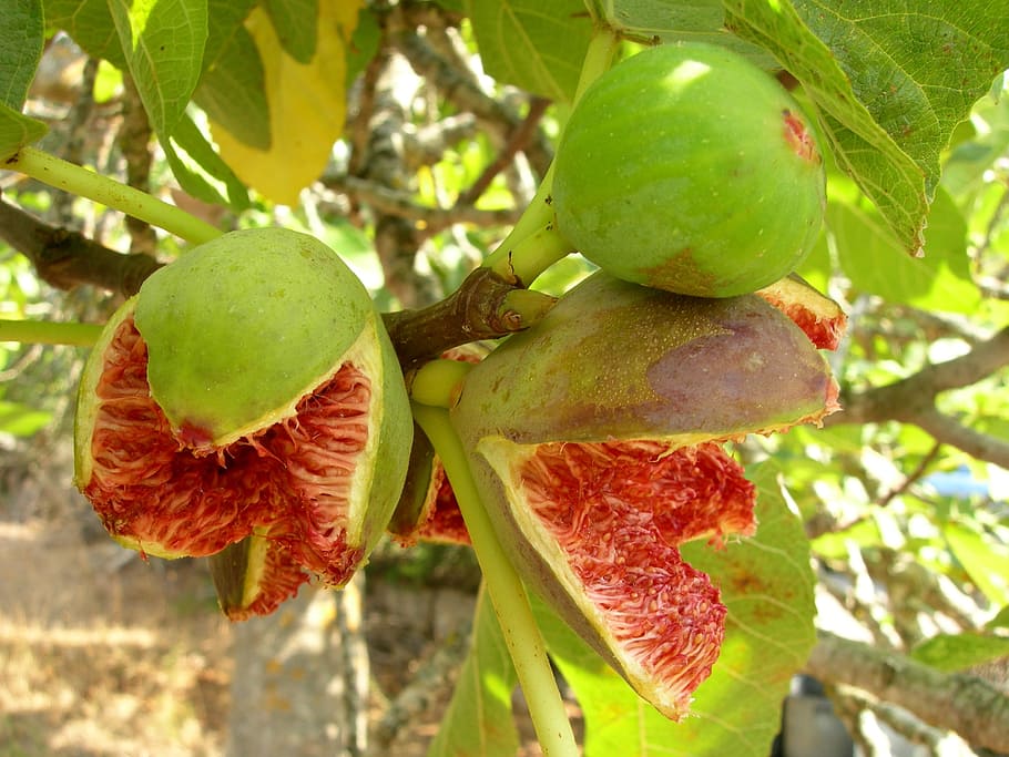 Fig, Fruit, Plant, Ripe, Open, Fresh, healthy, sweet, vegetarian HD wallpaper