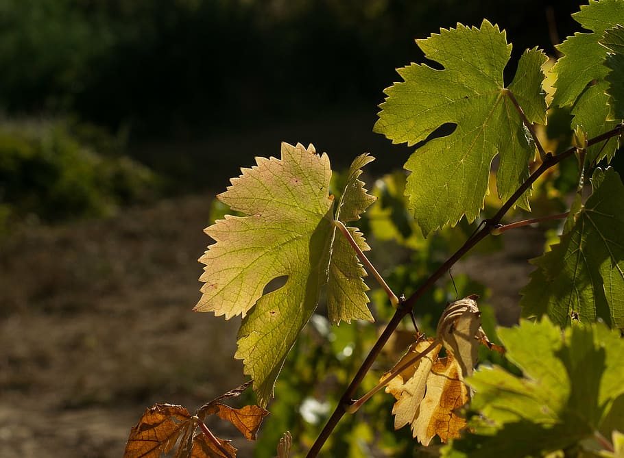 vine, fall, harvest, grape, plant, growth, leaf, plant part HD wallpaper
