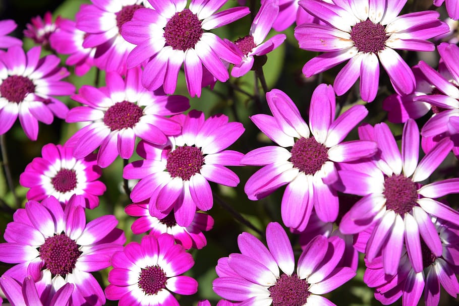 flower, purple, white, bloom, blossom, summer, plant, natural HD wallpaper