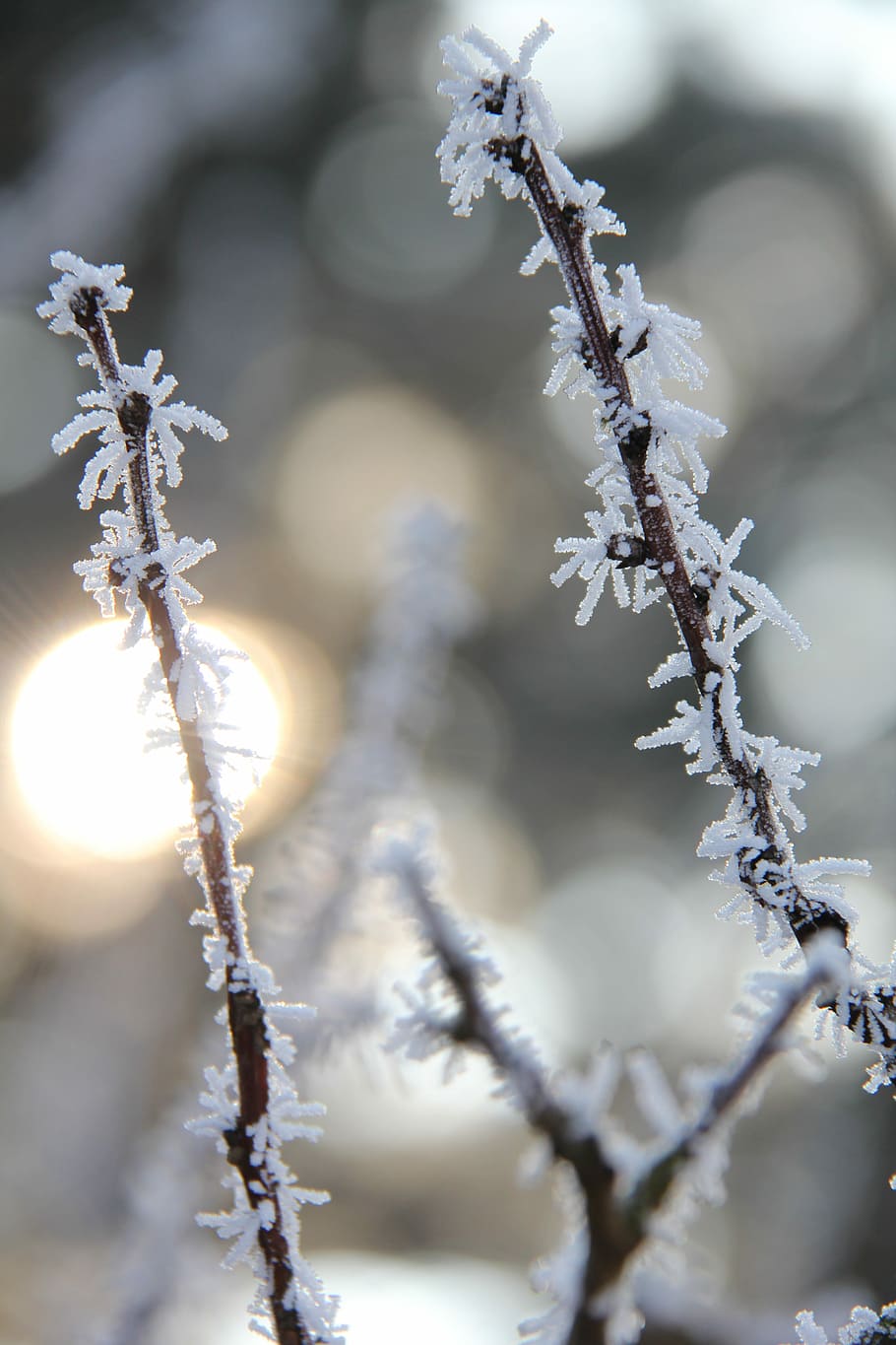 Frost, Christmas, Winter, Cold, background, christmas time HD wallpaper