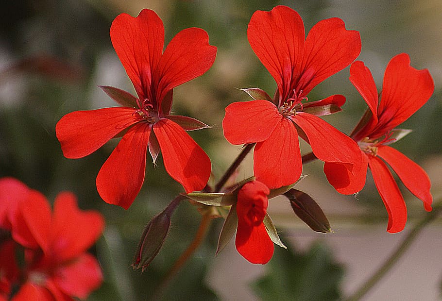 geranium, garden, slopes with a, thapsus, flower, flora, plant