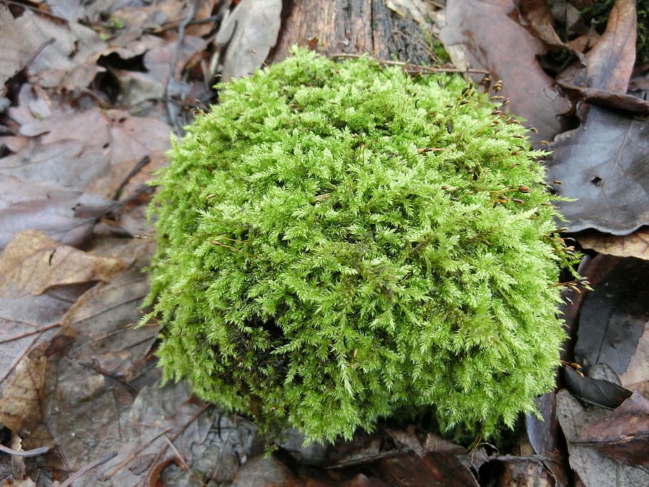 moss, forest, nature, green, public record, green color, growth HD wallpaper