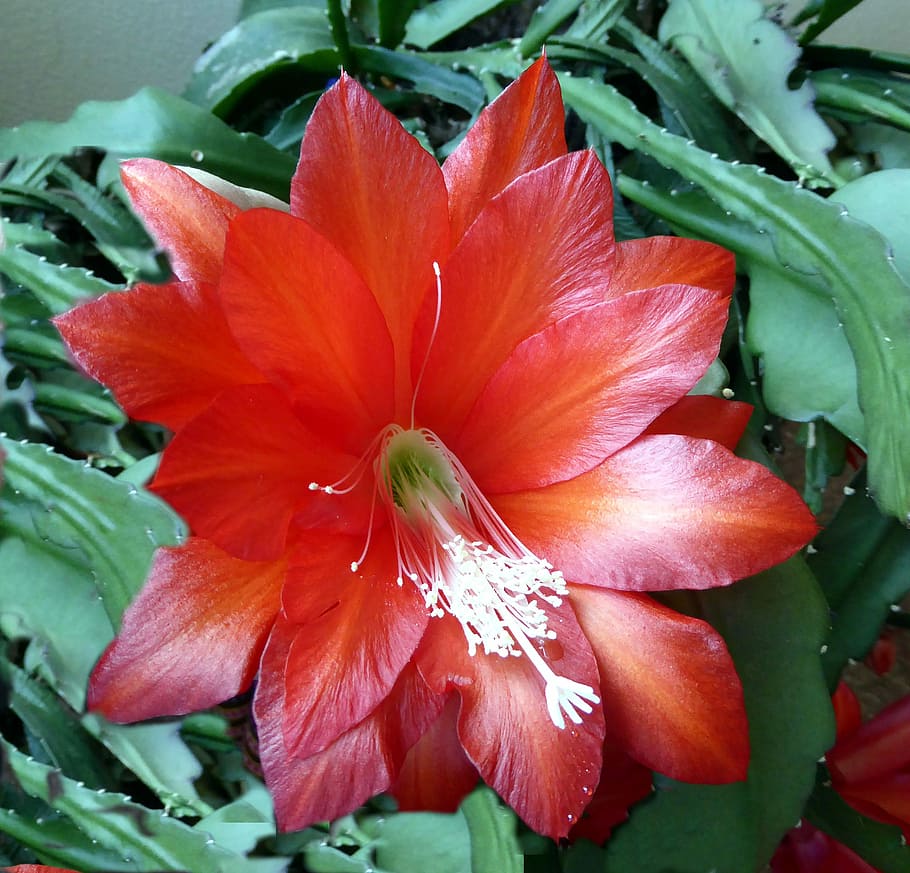 Easter Cactus, Blossom, Bloom, Close, red, flower, petal, freshness HD wallpaper