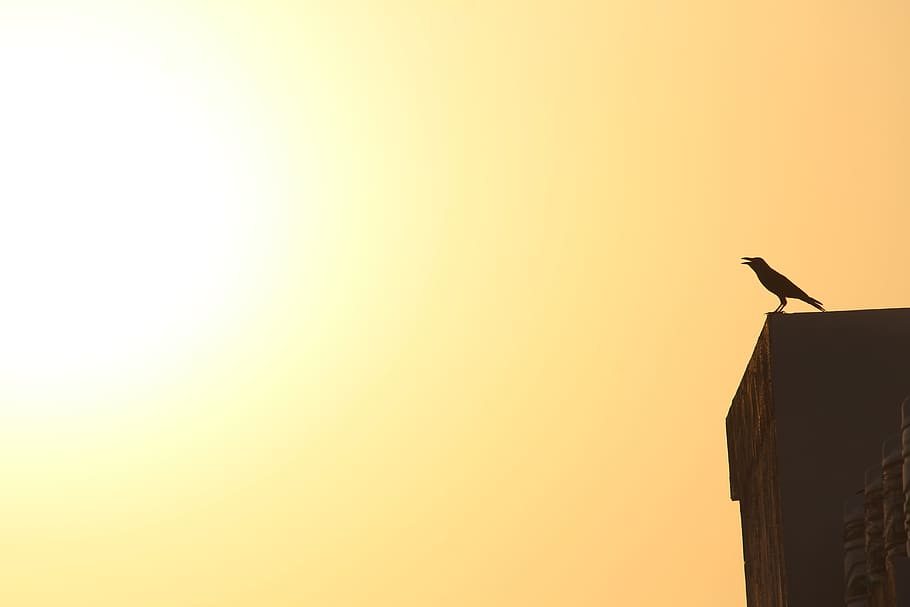 bird on top of building, crow, sunset, dawn, shadow, over exposed HD wallpaper