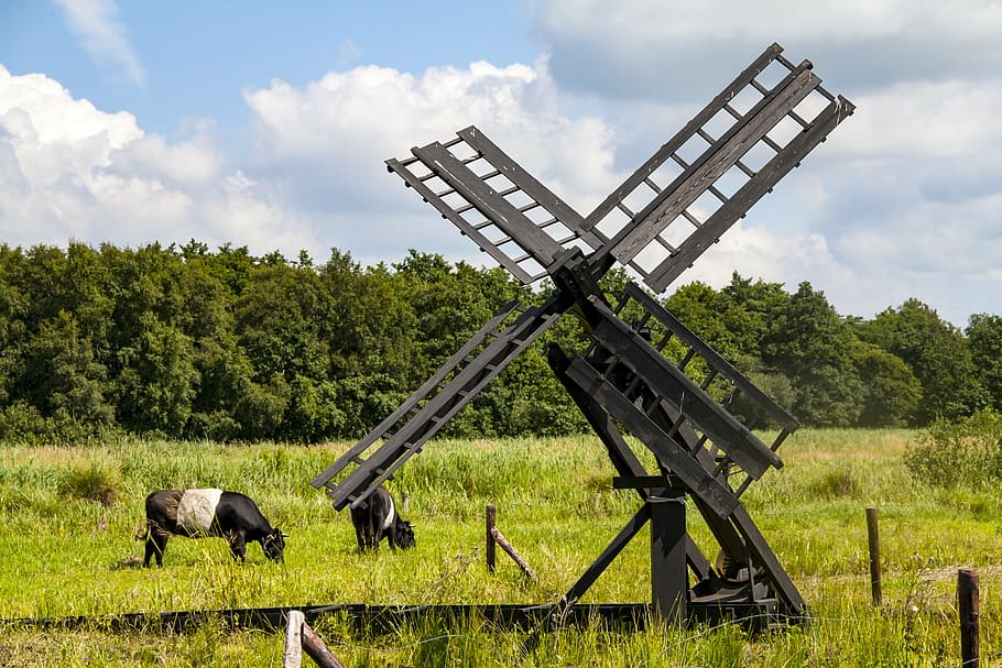 pasture, windmill, cows, nature, rural Scene, farm, grass, agriculture HD wallpaper