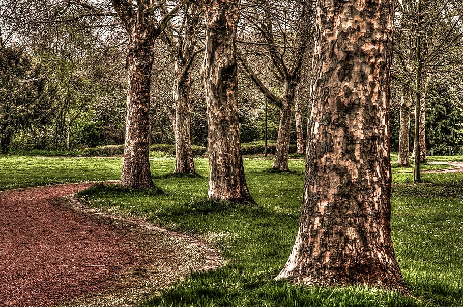 Away, Trees, Hdr, Theme Park, niederzier, grass, tree trunk HD wallpaper