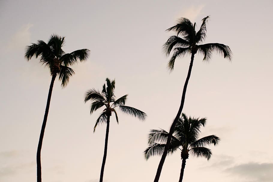 silhouette photography of four coconut palm trees, silhouette of palm trees HD wallpaper