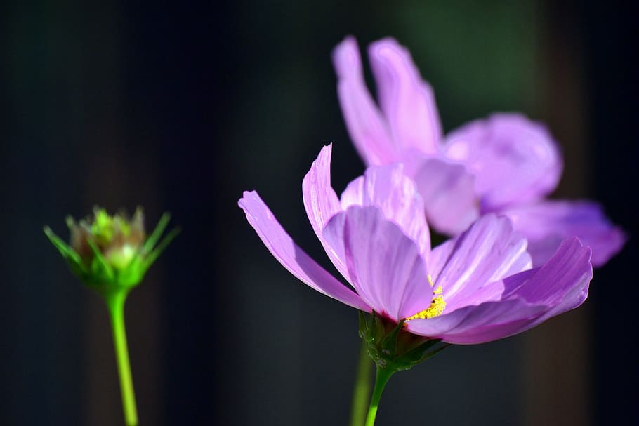 blooming, flowers, springtime, flowering plant, freshness, beauty in nature HD wallpaper