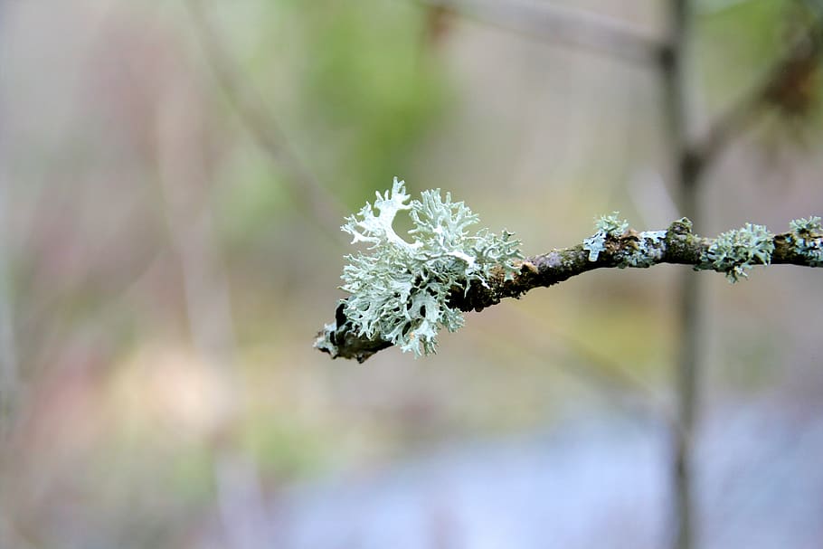 Icelandic, Moss, Lichen, Branch, Tree, icelandic moss, nature HD wallpaper