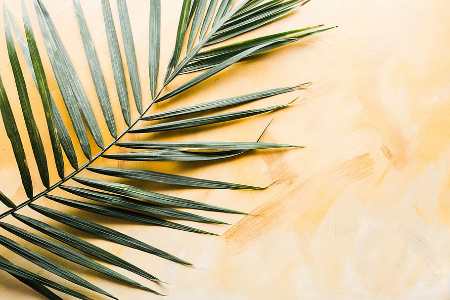 palm leaf, flat-lay photography of leaves on brown surface, plant HD wallpaper