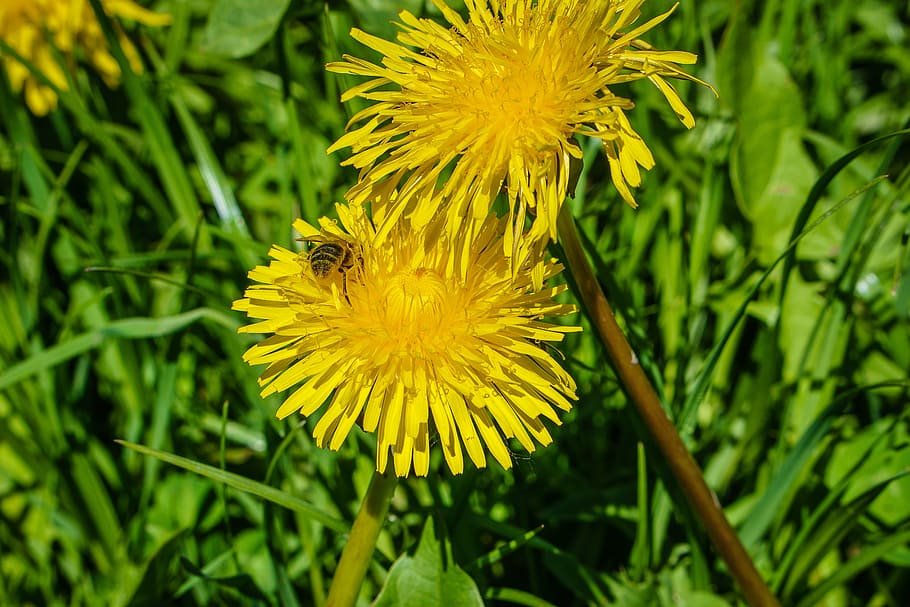 flower, bee, blossom, bloom, garden, close, nature, insect HD wallpaper