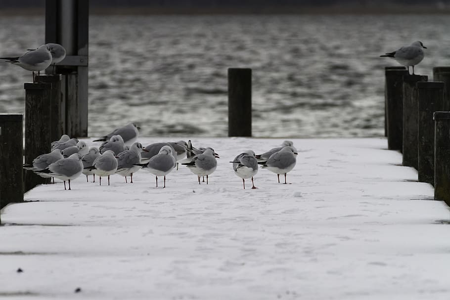 all saints, cold, winter, water, web, lake, bird, birds, flock of birds HD wallpaper