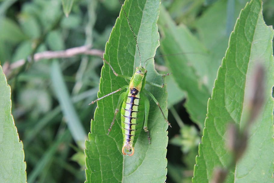 Blade, Caelifera, Grasshopper, ebulus, green, leaf, orthoptera HD wallpaper
