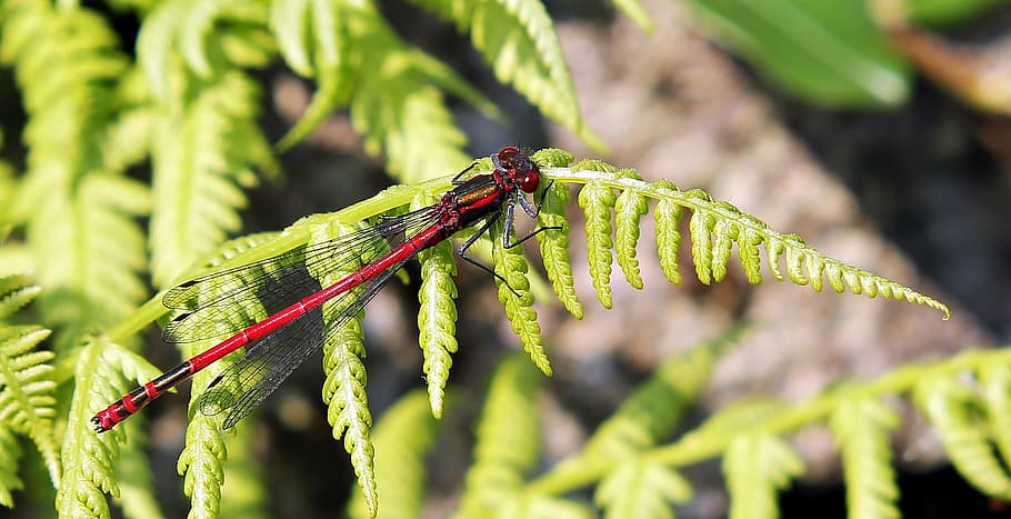 dragonfly, red, insect, red dragonfly, close, nature, wing HD wallpaper
