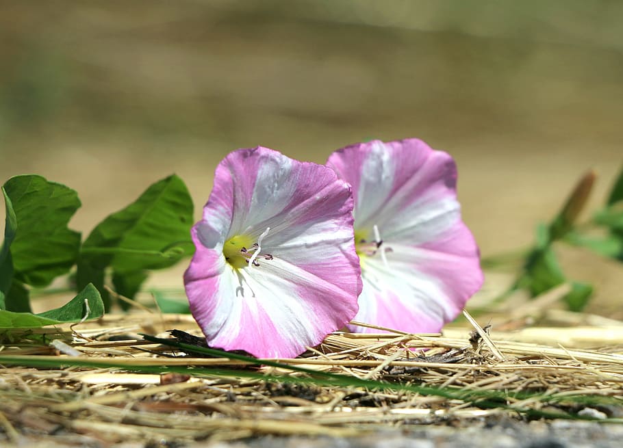 selective focus photography of white-and-purple petaled flowers HD wallpaper