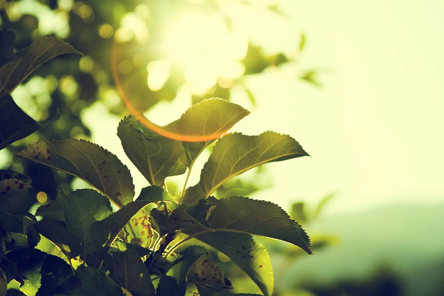 macro shot photography of leafed plant, scenery, green, leafy HD wallpaper