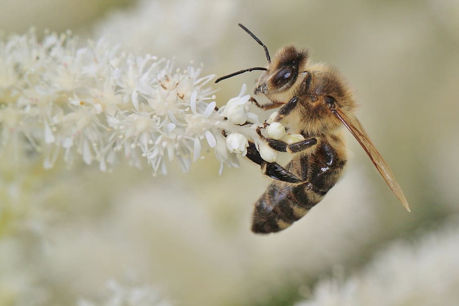 selective focus phot oof honeybee perching on white cluster flower HD wallpaper