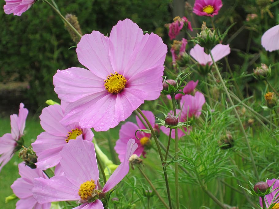 flower, pink, bright, bloom, rural, spring, outdoor, meadow HD wallpaper
